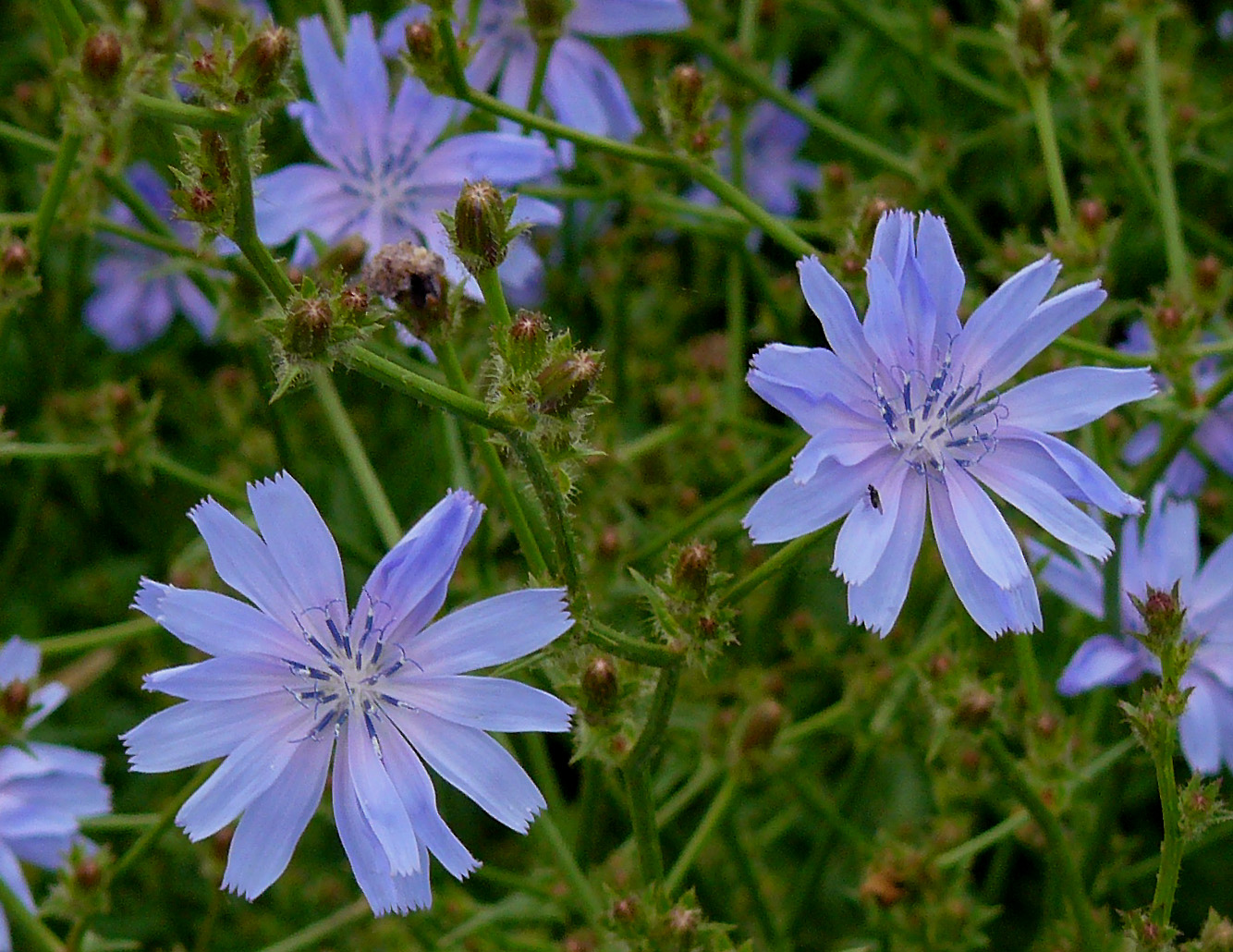 Common chicory